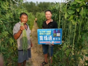 开封县朱仙镇用户刘老汉豆角地使用菌绿通效果反馈，带来意外惊喜