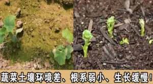 想提高作物产量怎么做呢？